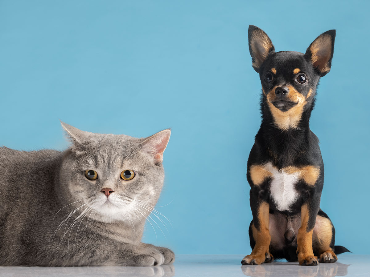 Cat and a Chihuahua blue background