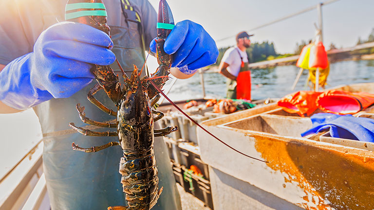 booking and packaging lobster