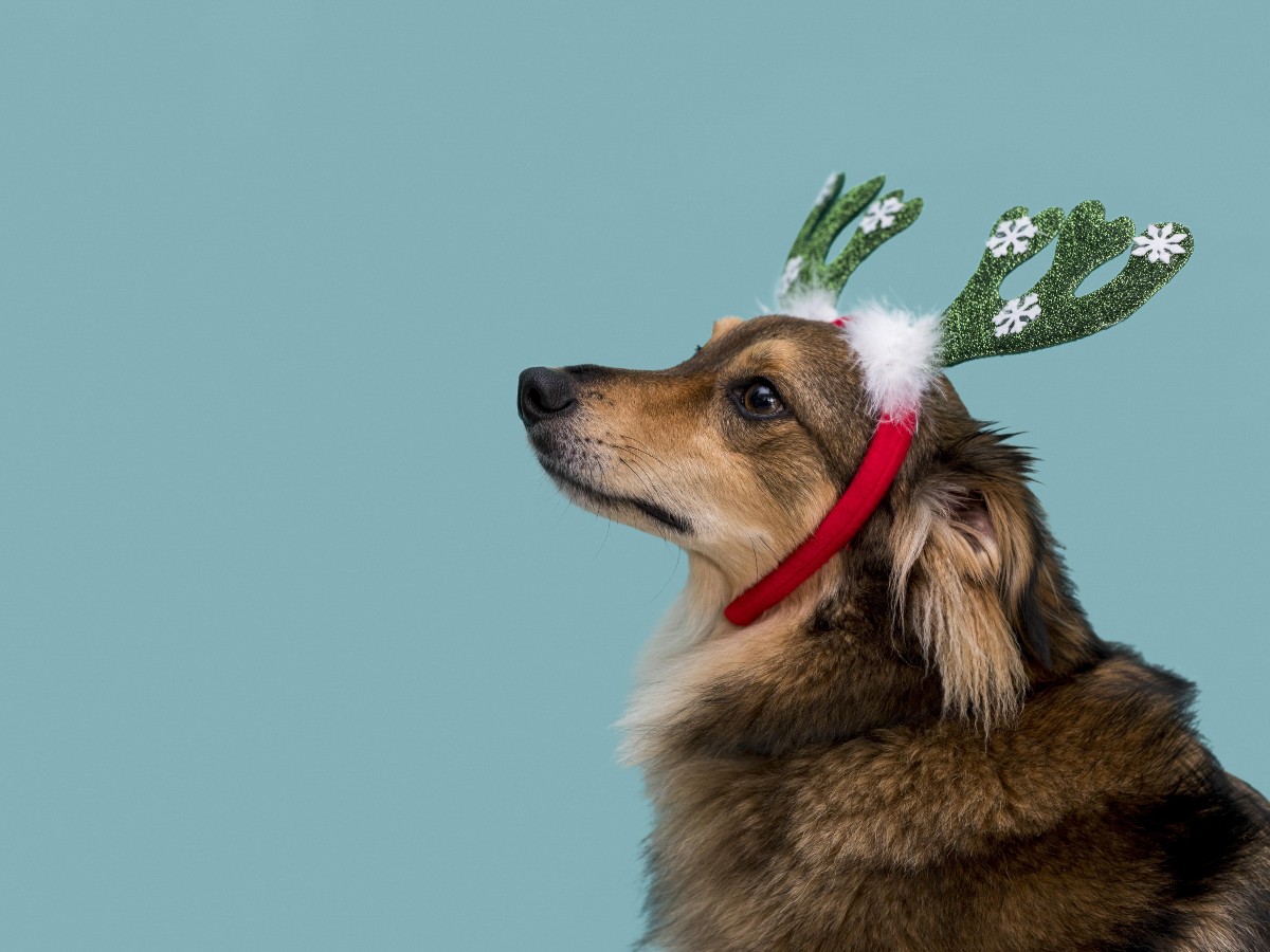 Dog with deer costume