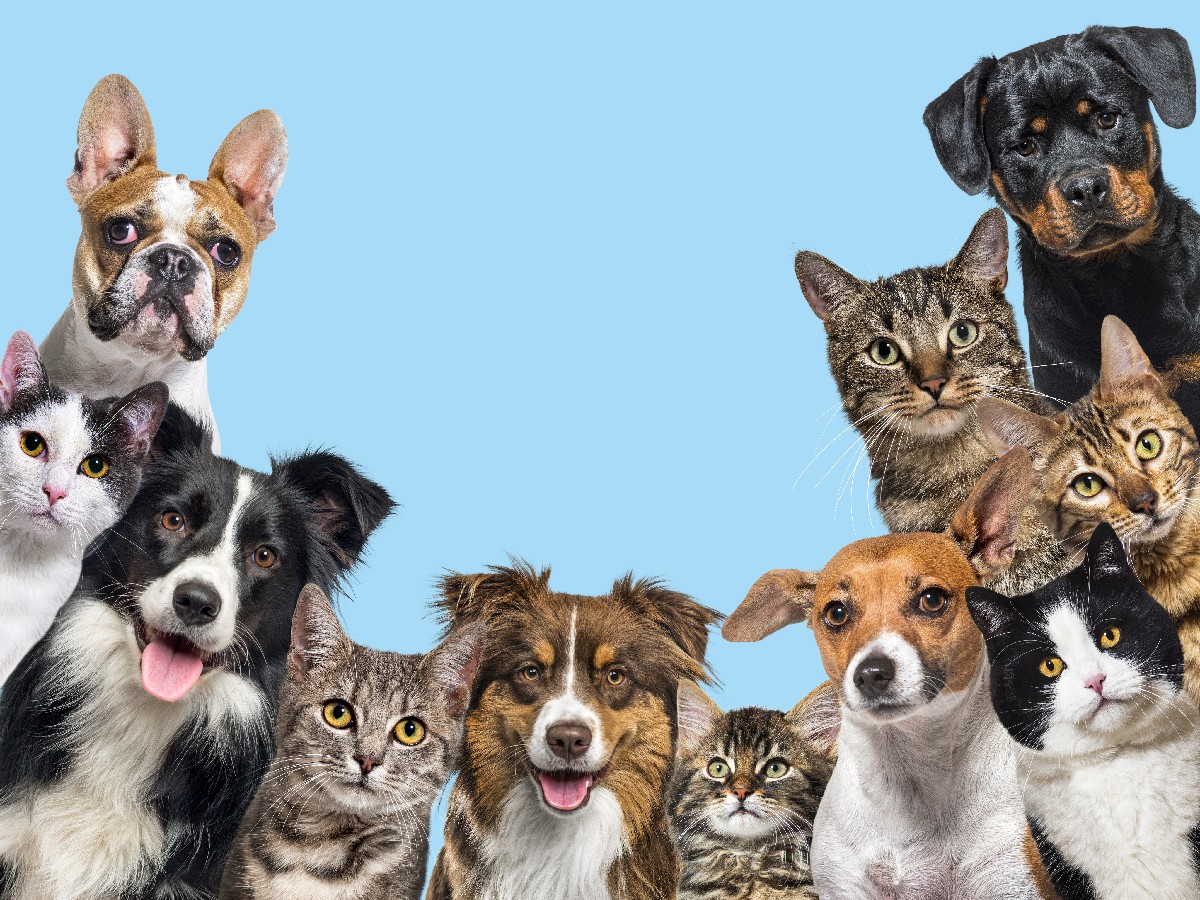 Multiple dogs and cats with a blue background