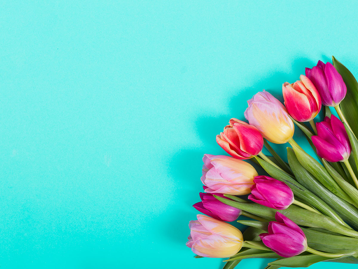 Pink and red tulips blue background